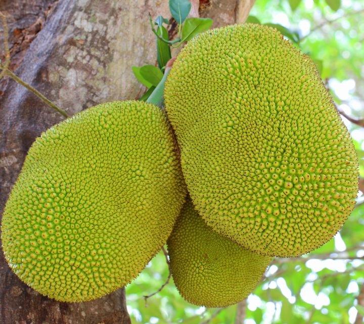 Fruta de yaca o jackfruit en su árbol