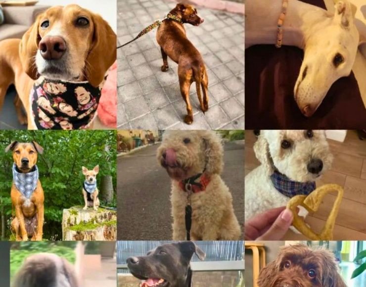 Accesorios y complementos para perros y gatos