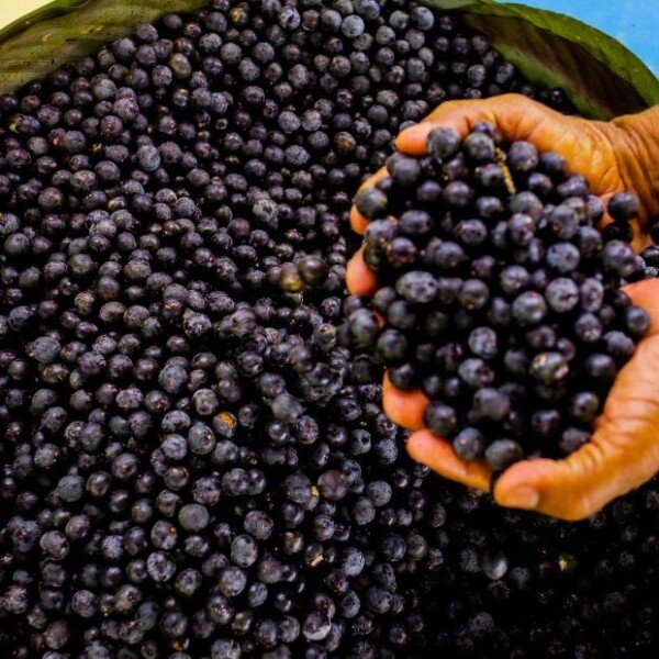 Acai beneficios y propiedades