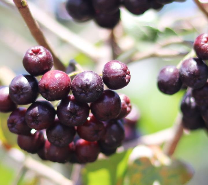 Fruta fresca de acai berry en su árbol